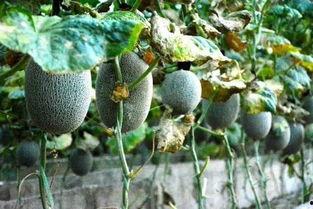 土象吃瓜,品味生活，洞察人性